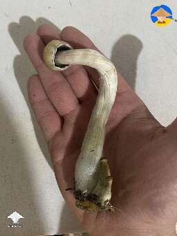 Harvested shroom