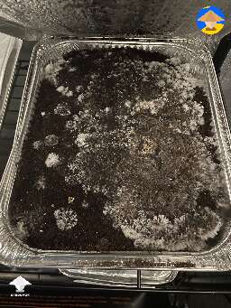Z-Strain day 3 g2b
