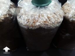 Bulk colonization - Reishi growing diary