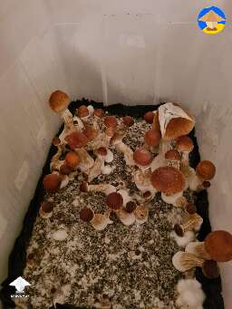 Psilocybe Cubensis Brazil