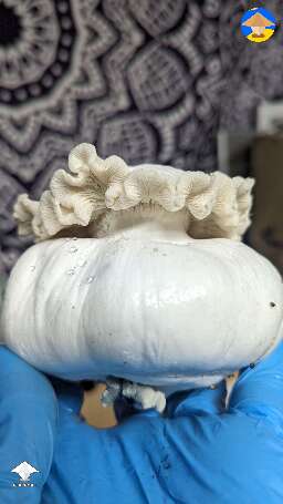 Mutated Nutcracker mushroom