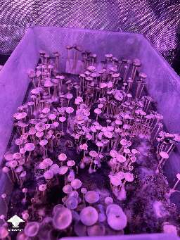 Panaeolus Cyanescens - Pan Cyan TTBVI strain growing by 🧞GT🍄GARGAMEL