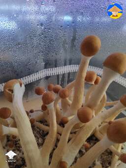 Golden teachers and my first ever grown shrooms! I am very proud of them