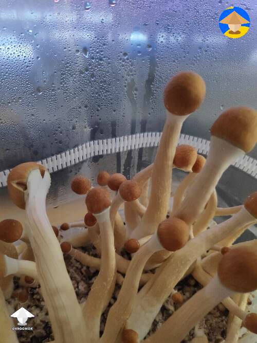 Golden teachers and my first ever grown shrooms! I am very proud of them