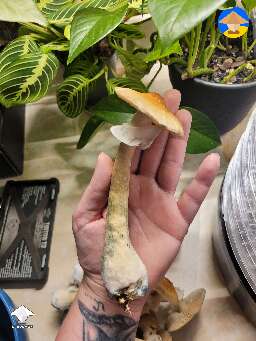 Cubensis Stargazer shroom
