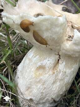 I love finding mushrooms and all the slugs in our yard