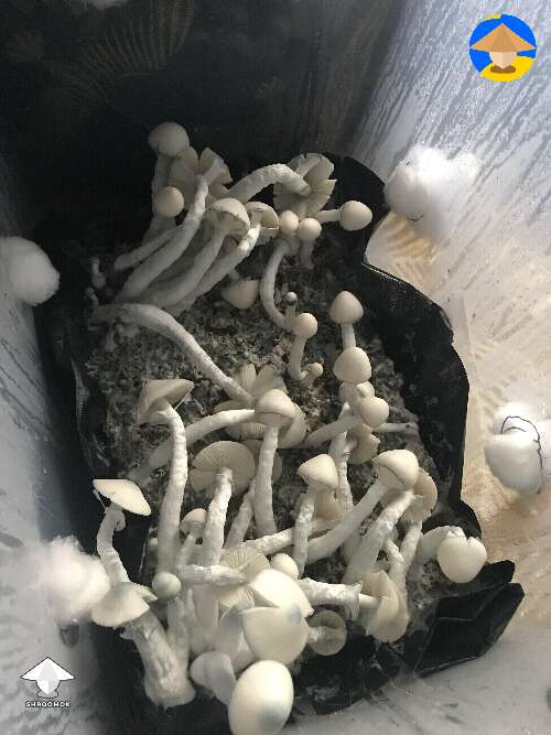 Jack Frost magic mushrooms fruiting
