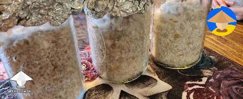 Spawn jars are ready - moving to coir today