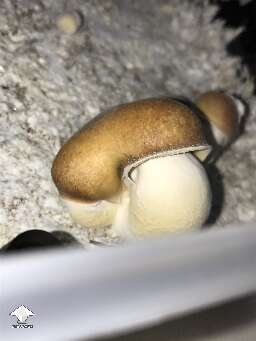 Currently growing a big d1ck penis envy 😂 (BDPE) living up to the name