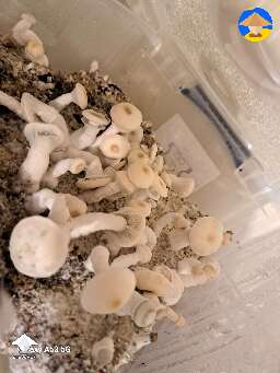 White and brown are Blue Meanies and some Luminous Lucy shrooms