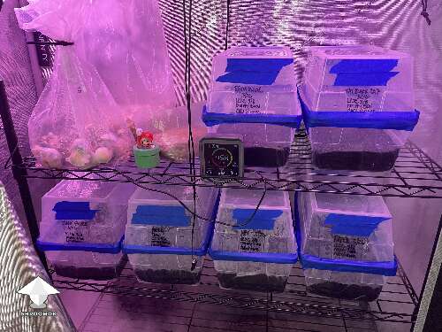 Tubs and Bags in a Grow tent 
