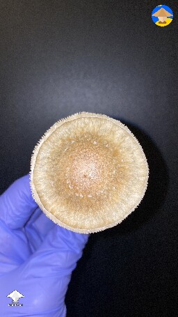 Chupacabra mushroom strain