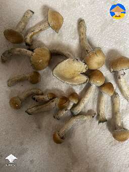 These shrooms sprouted outside out of this cake i composted out back