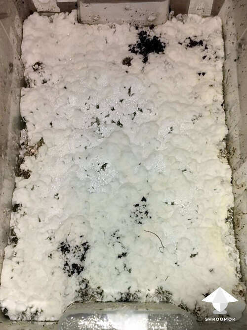 Natalensis mycelium overlay