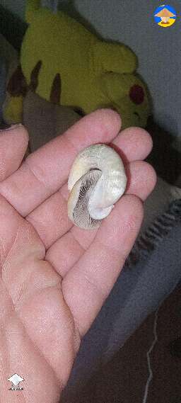 Why shroom grow this way lolol