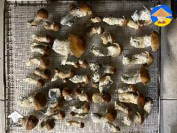 Hillbilly mushrooms - another Bag Tek harvest #2