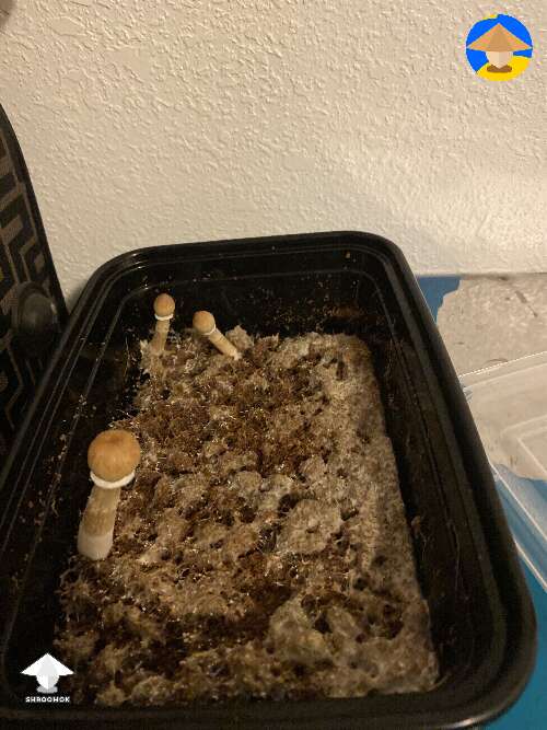 These shrooms are fighters. I dropped them and they still got mushrooms. I left them open air and no lid