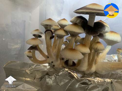Mushrooms from todays harvest Orissa India strain