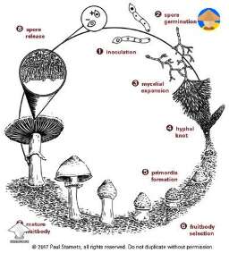 Here’s a mushroom life cycle for anyone who needs it
