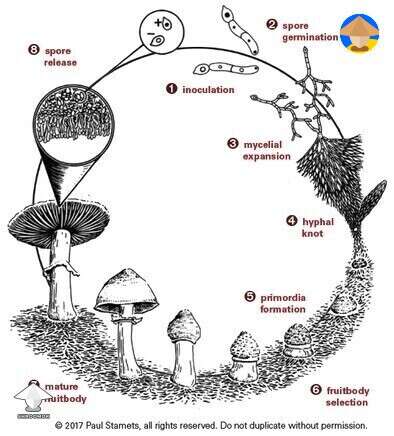Here’s a mushroom life cycle for anyone who needs it