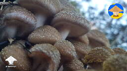 Honey Fungus mushrooms