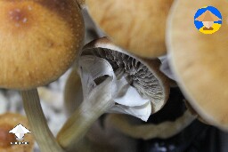 Mushroom veil breaking -> time to harvest!