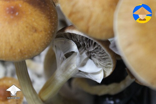 Mushroom veil breaking -> time to harvest!