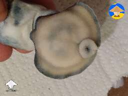 Deep Blue Yeti mushroom