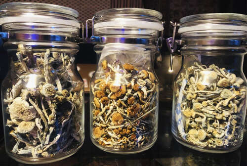 Dried magic mushrooms ready to store