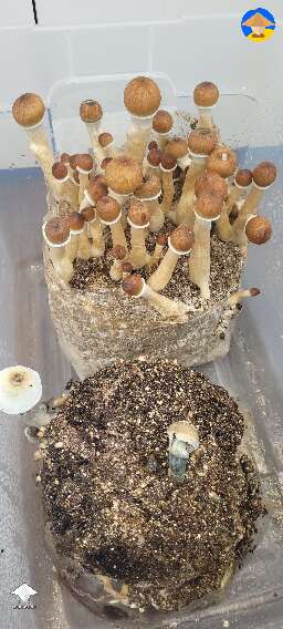 Finally 1 of the grow kits is producing. Only took 3 months. Lol