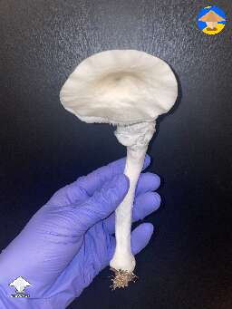 Averys Albino from today’s harvest