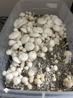 Pearly Gates mushrooms first flush