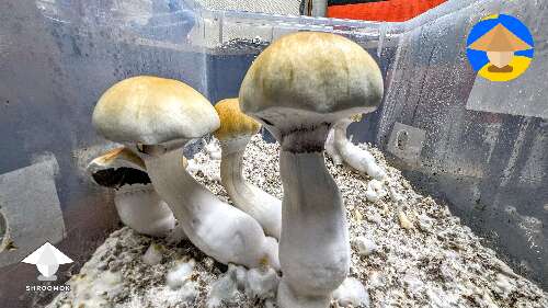 Final flush of Tidal Wave magic mushrooms #8