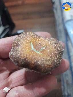 Strange and beautiful shroom