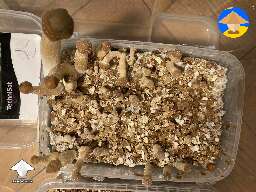 This is the 2nd flush. What's wrong?