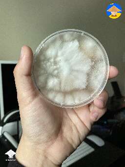 Mycelium arts on agar #2