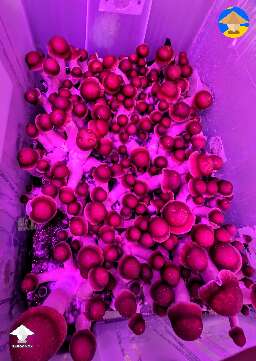 Penis Envy - 56 QT tub. One more day and it's harvest time