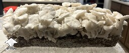 Pearly Gates mushrooms are ready for harvesting #5