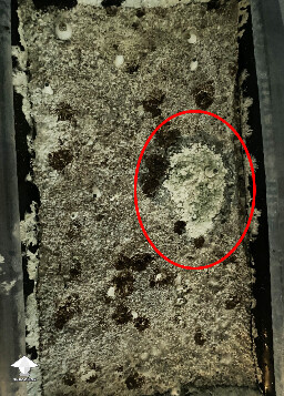 Blue-green mold penicillium contamination on mushroom cake