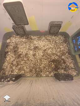 Current state, 7 days after spawn to bulk