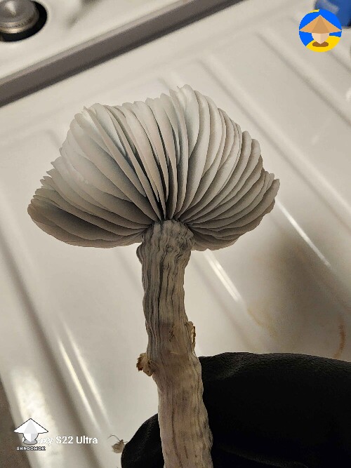 Mature Jack Frost mushroom #3