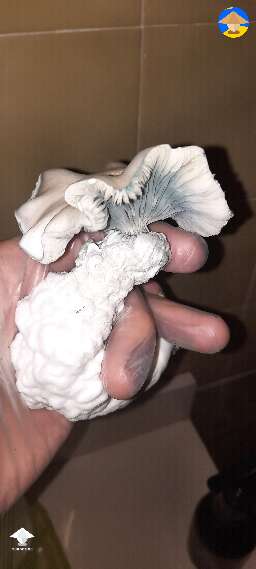 Gandalf shrooms harvest #4