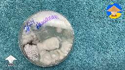 Started out as a tiny black spot. Now quite large. Love how the mycelium is growing over it!  Fascinating! #2