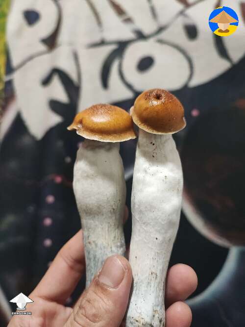 Mr. Peanut magic mushrooms on the stage today #2
