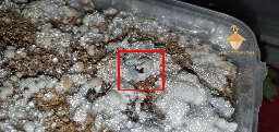 Blue mold on vermiculite casing layer