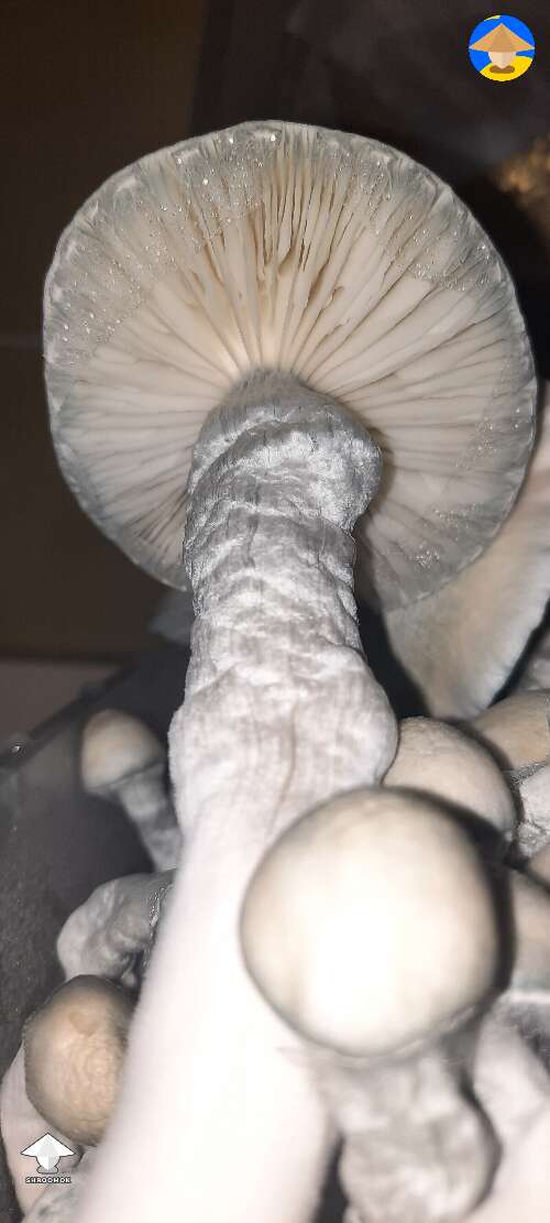 Im trying to clone this guy. The big shroom