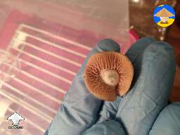 Inverted KSSS squat mushroom