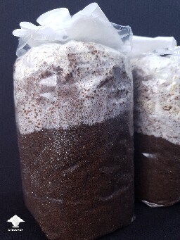 Fruiting blocks colonization update - Day-to-day Reishi growing diary