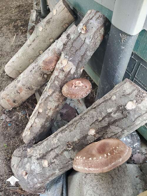 My little logs are still producing Shiitake mushrooms