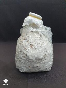 Fully colonized unpeeled rice spawn bag - Day-to-day Reishi growing diary